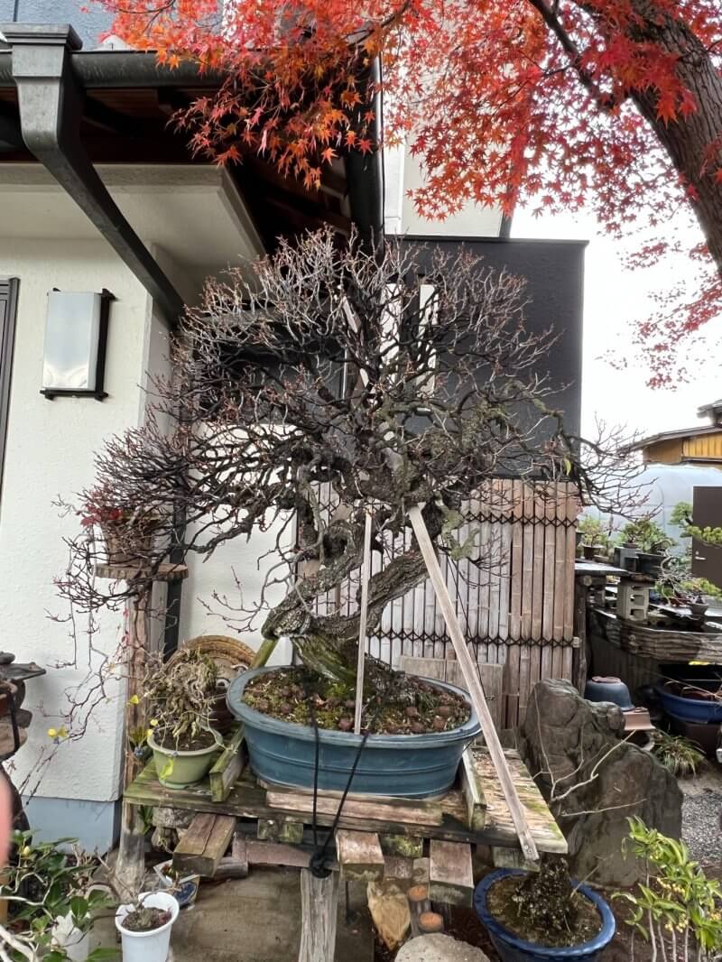 年末年始に向けて・梅の開花調整 | 盆栽のレンタル・販売・教室