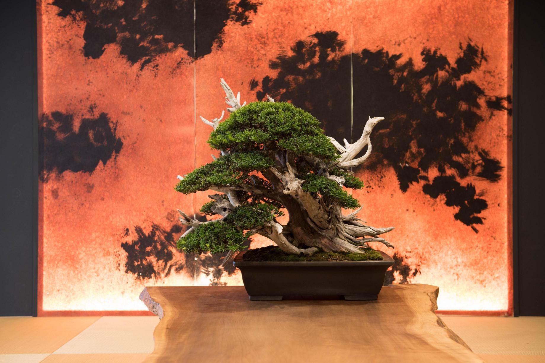 人気の黒松・真柏の盆栽を愛知・岡崎市で！販売の特徴や育て方のコツも