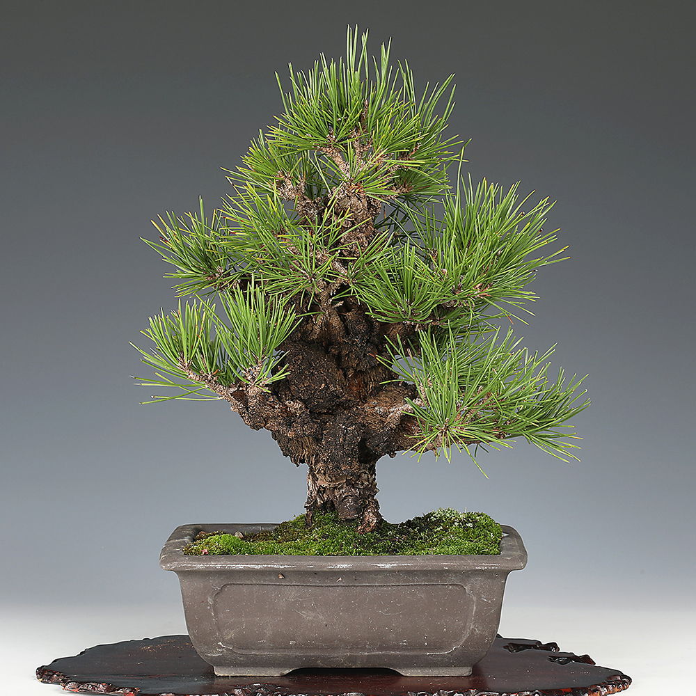 錦松〔夢錦〕 | 盆栽、盆栽書籍、盆栽鉢の通販│近代出版