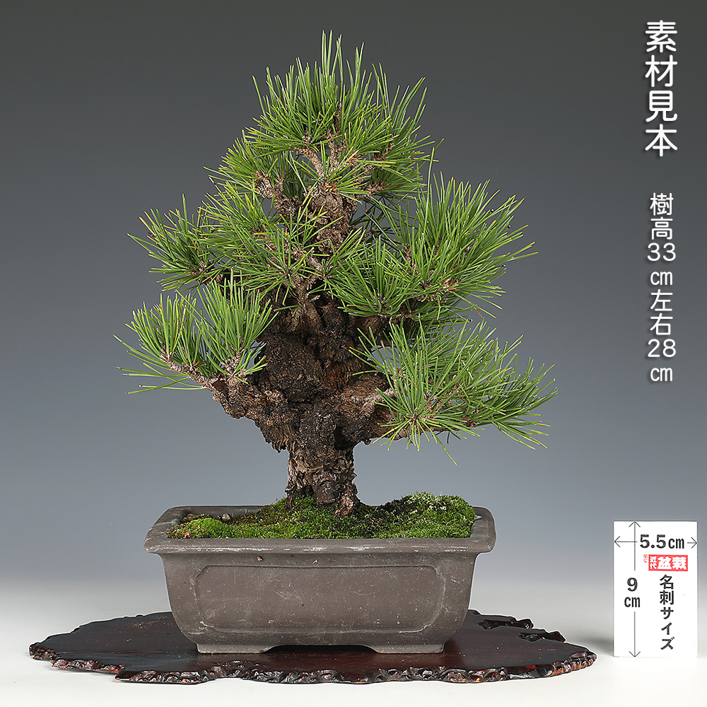 錦松〔夢錦〕 | 盆栽、盆栽書籍、盆栽鉢の通販│近代出版