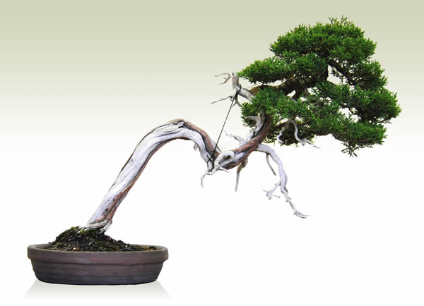 真柏（斜幹） | 盆栽 | 四国新聞社