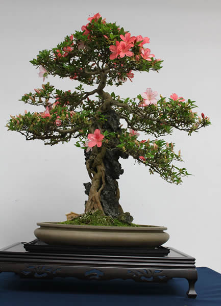 カックン専用！ 皐月盆栽 さつき盆栽 サツキ盆栽 カックン専用！ 皐月