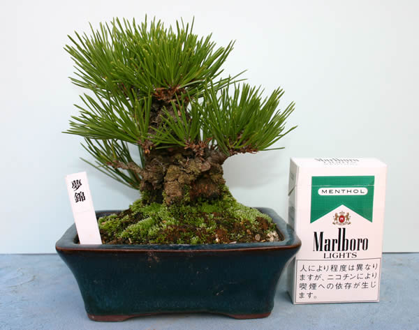 錦松（2）夢錦 15年かけ選んだ新品種 | 盆栽 | 四国新聞社