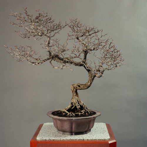 皇居の盆栽 | 盆栽 | 四国新聞社