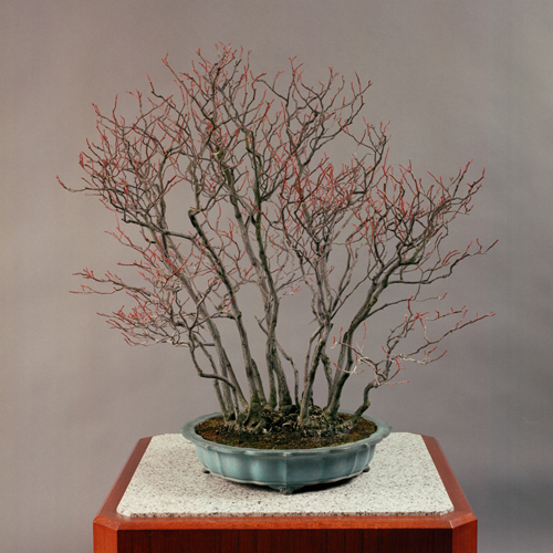 皇居の盆栽 | 盆栽 | 四国新聞社