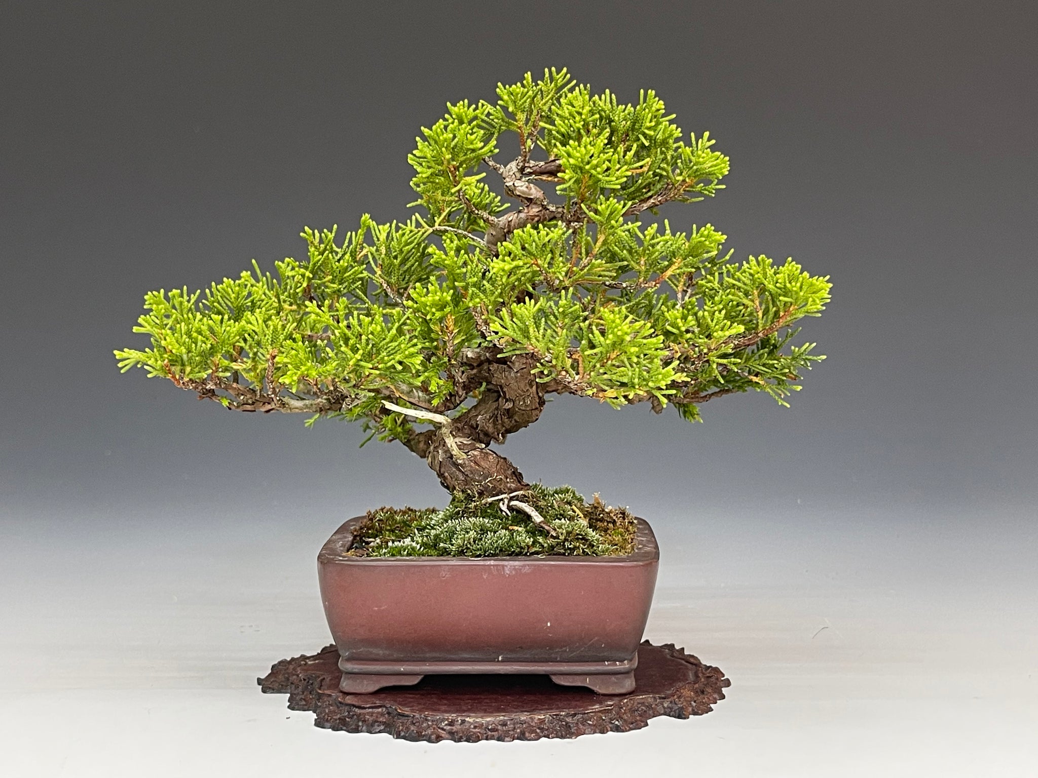 真柏 盆栽 盆栽鉢 【公式通販】