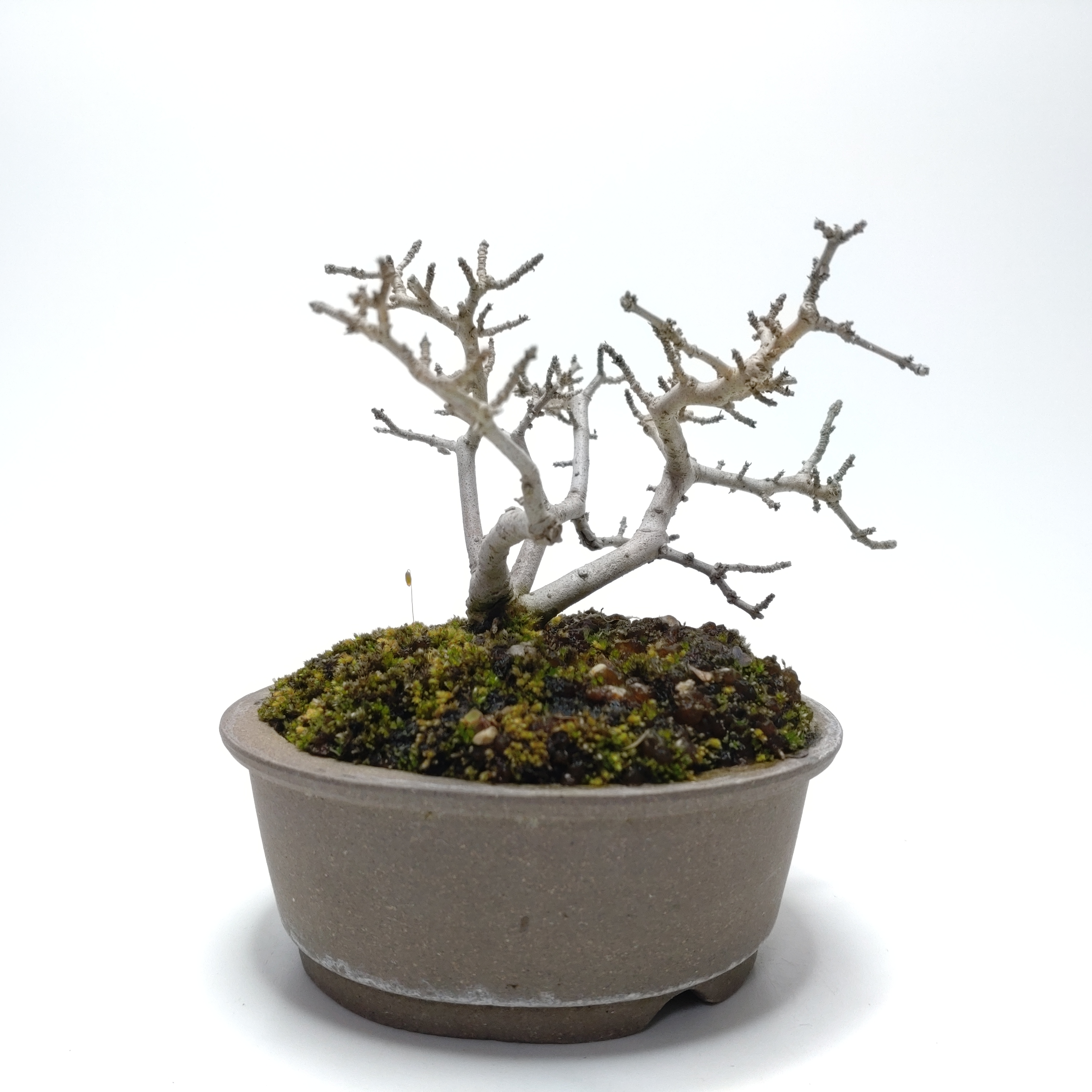 盆栽創 / 水蝋樹（イボタノキ）盆栽 SS008