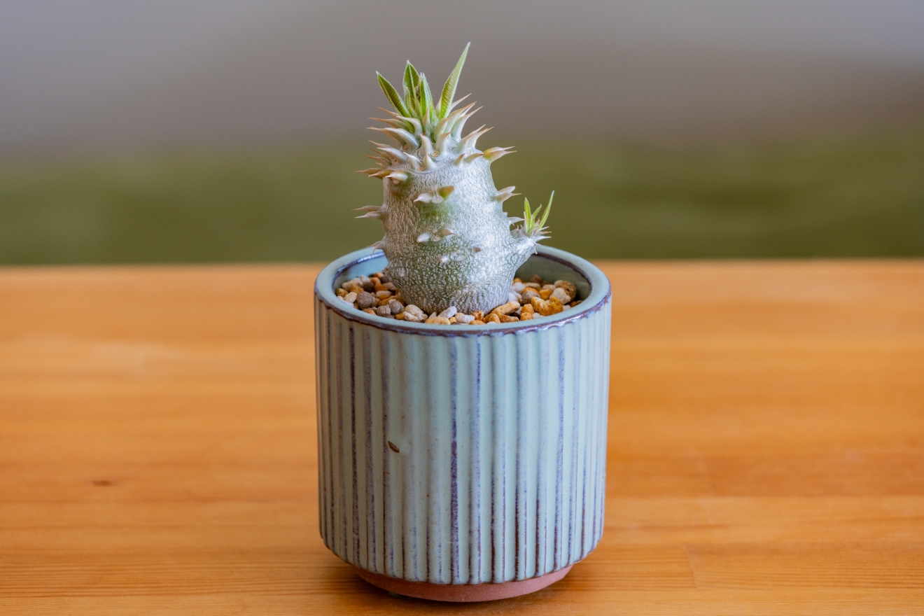 塊根ブログ｜3000円以内で買う、おすすめパキポディウム5選 | 僕と写真