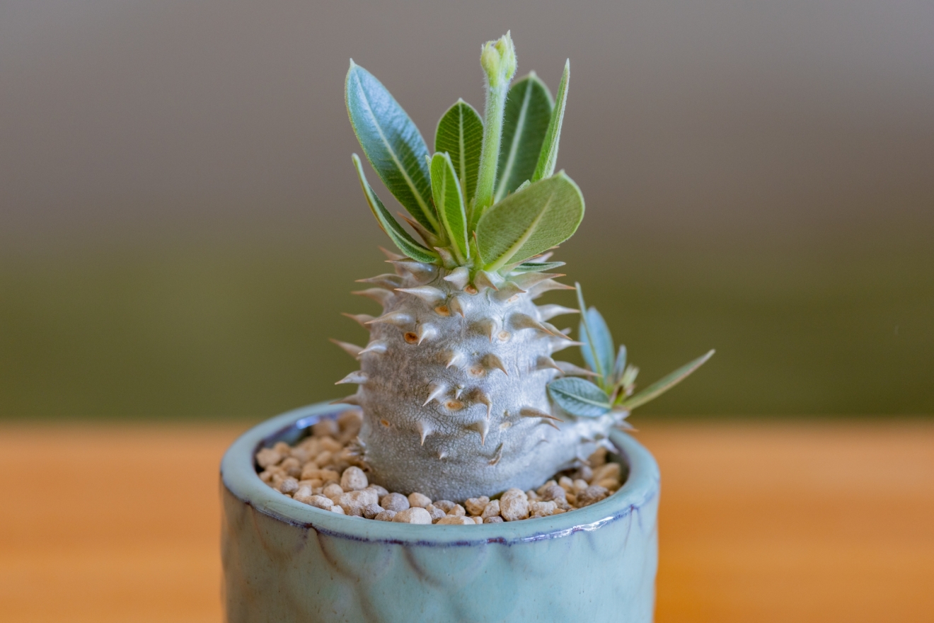 塊根ブログ｜3000円以内で買う、おすすめパキポディウム5選 | 僕と写真