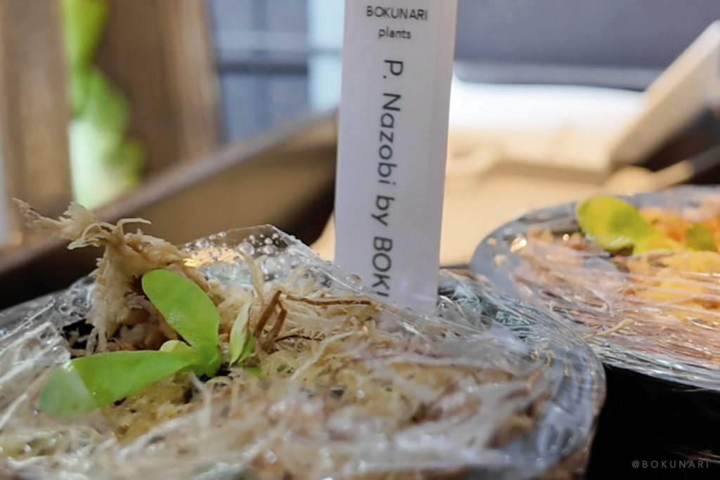 すこぶる順調な、我が家では”勝手に胞子培養”が進行中という話