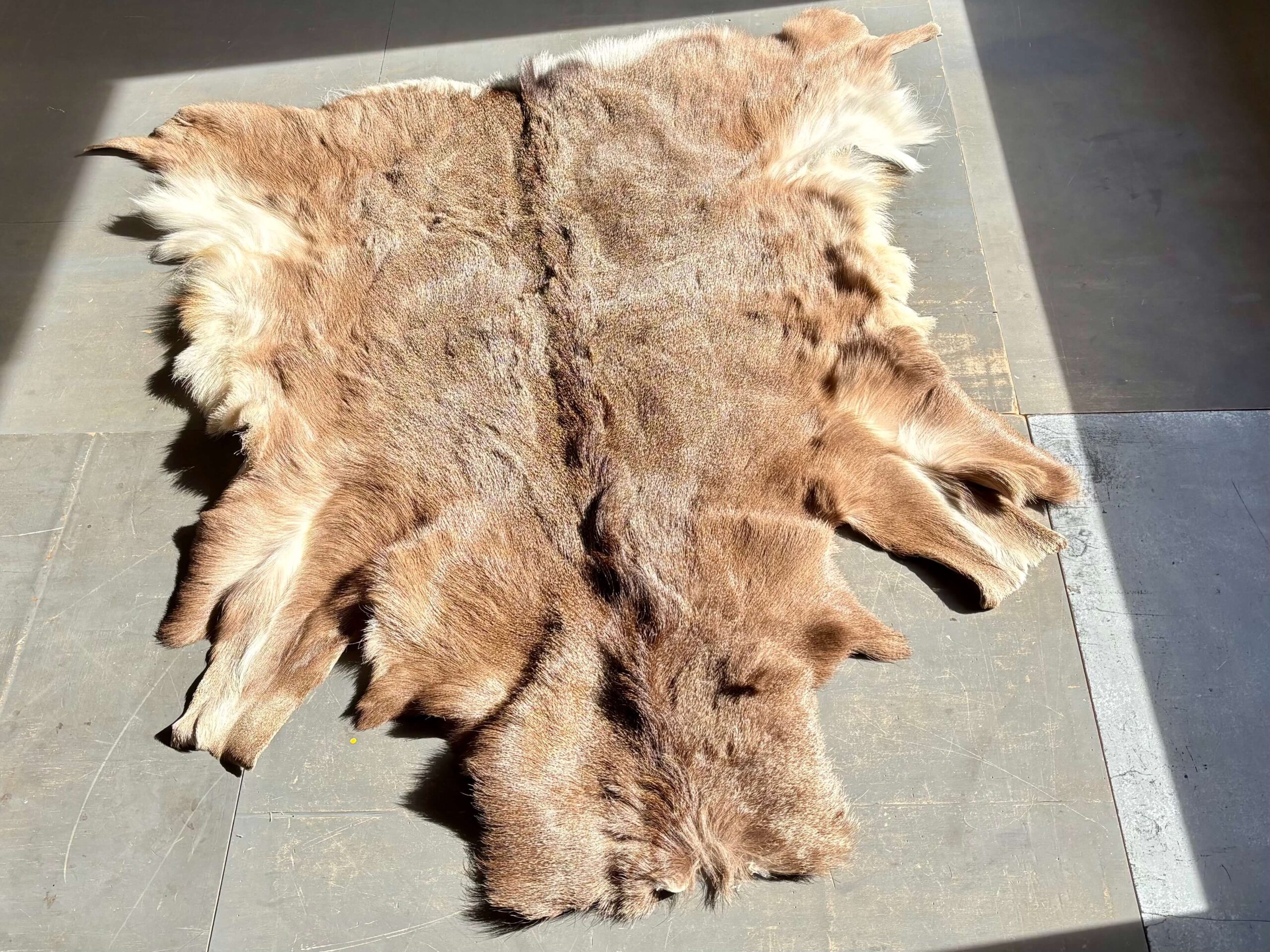 No.12192「蝦夷鹿の毛皮のラグ：北海道」 幅145cm | ボルトナット