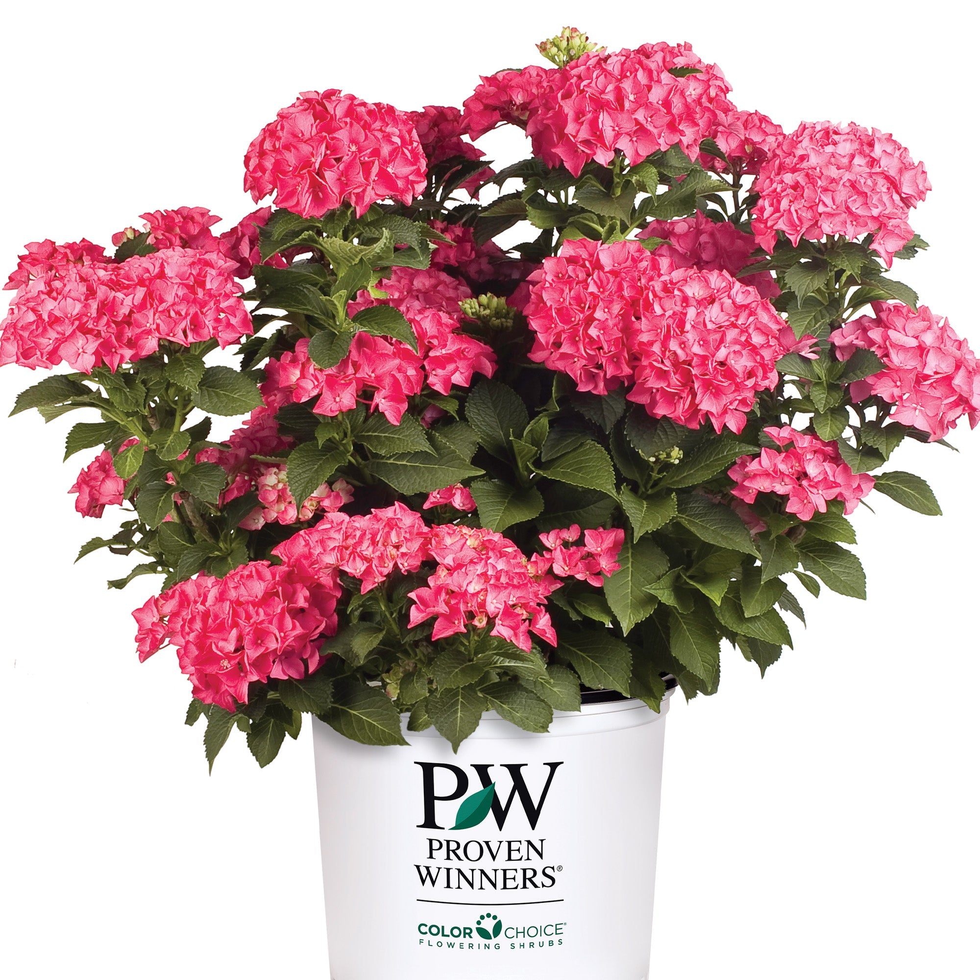 CITYLINE® Paris Bigleaf Hydrangea – Jardineries Botanix