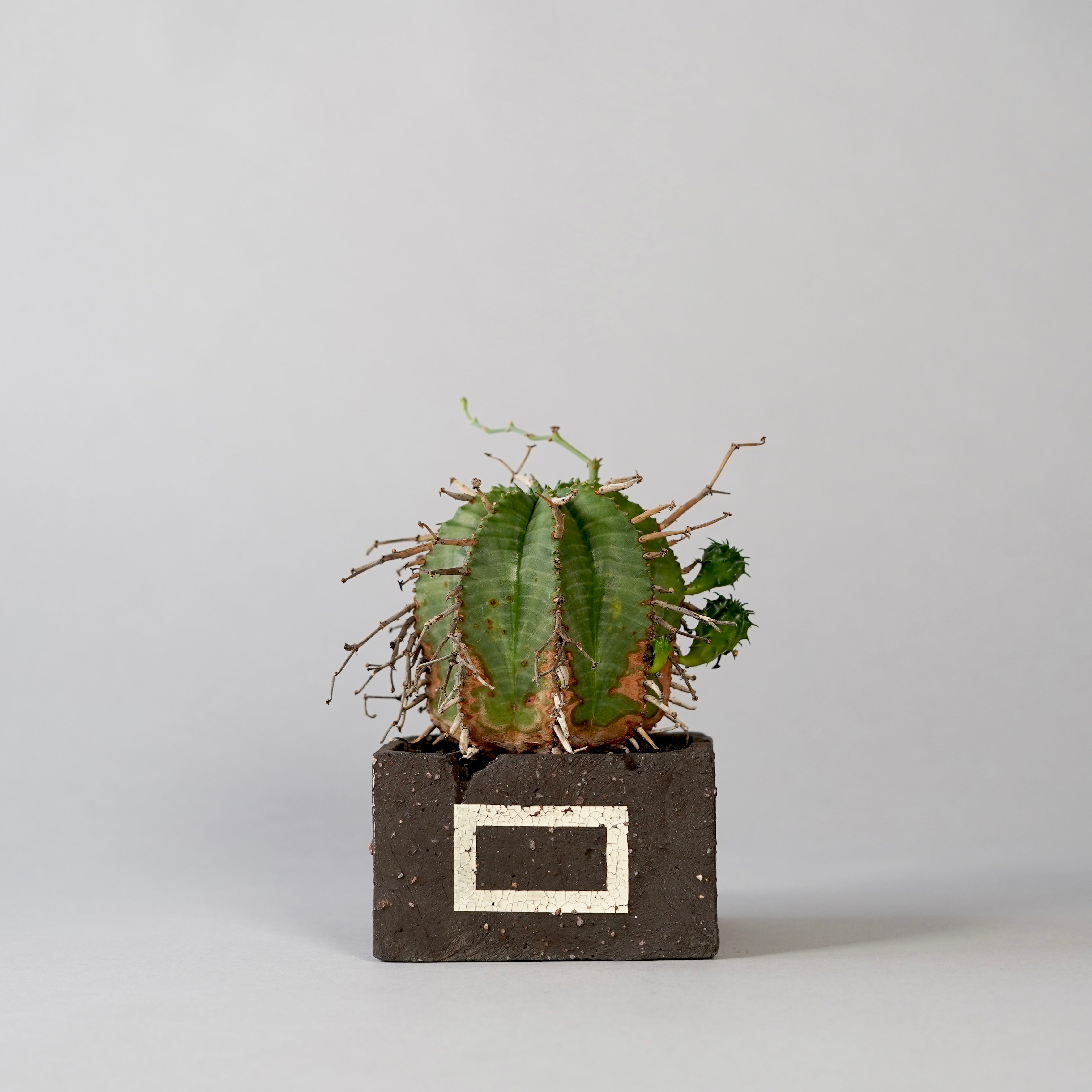 botanize.jp – BOTANIZE