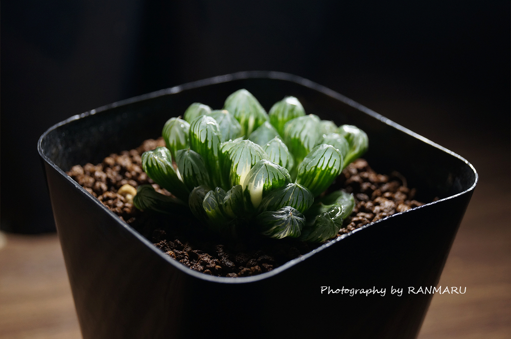 おすすめの多肉植物】2021年買って良かった斑入りハオルチア達