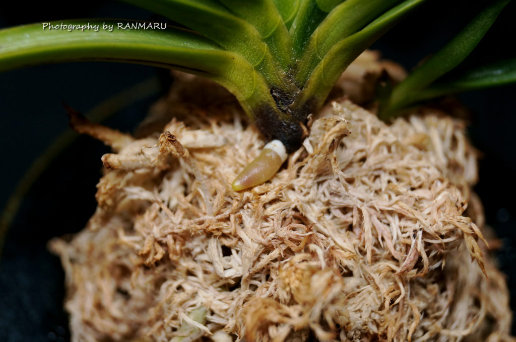 富貴蘭・建国縞の白根 | BOTANICAL HEARTS ~植物で心に癒やしを~