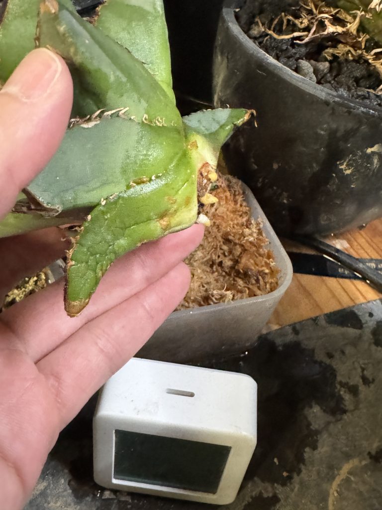 アガベ】冬に発根管理をするとどうなるか？Rapid startを使って実践