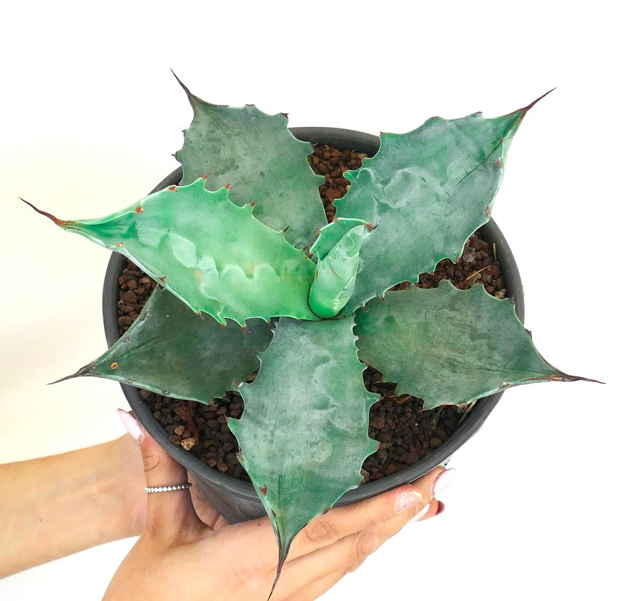 アガベ・コロラータ | Botanical Archive | ユニークな砂漠の美しさ