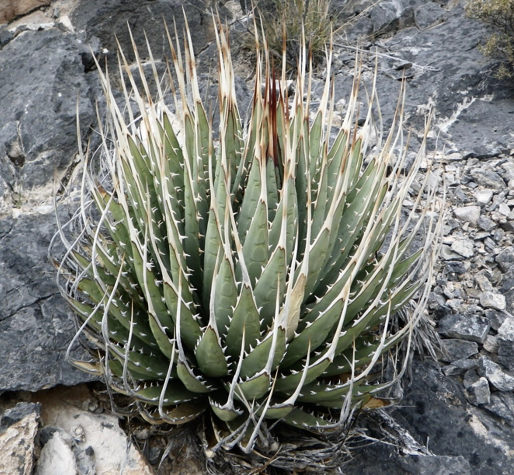 Agave utahensis var. eborispina SEEDS | Exotic Desert Oasis