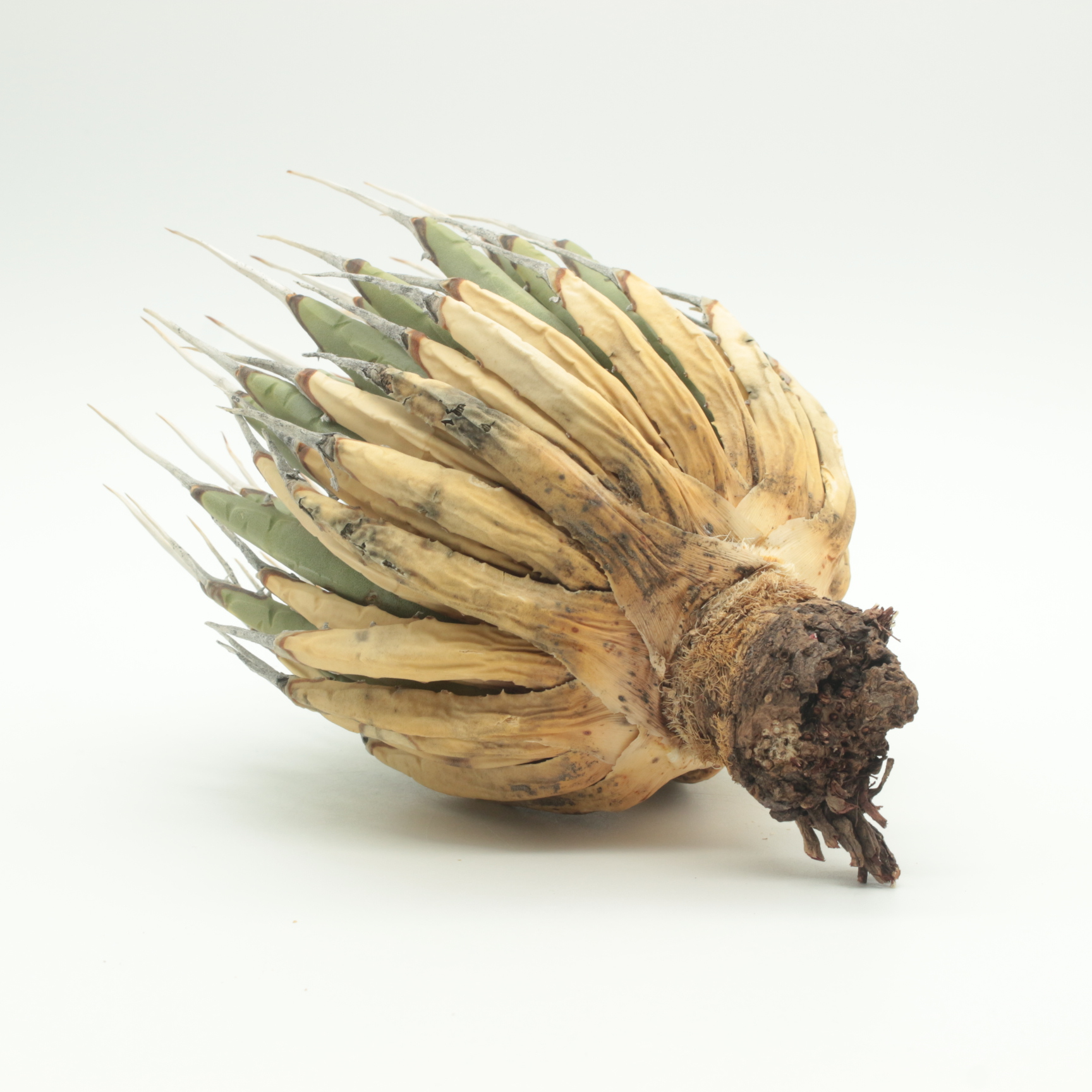 エボリスピナの発根管理レポート | 植物でワクワクを｜BOTANICAL BOX