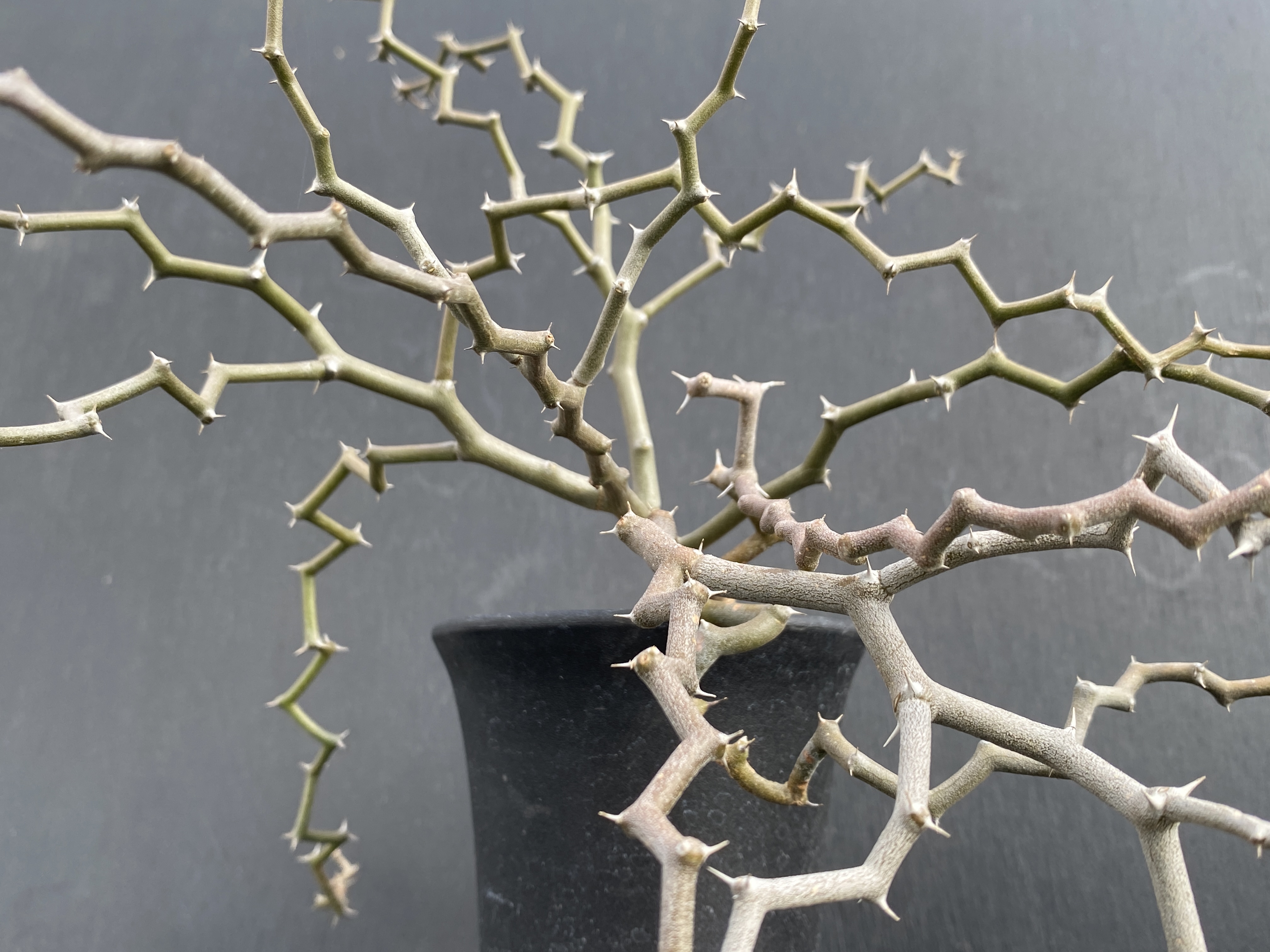 ジグザグの木 ② | 植物でワクワクを｜BOTANICAL BOX