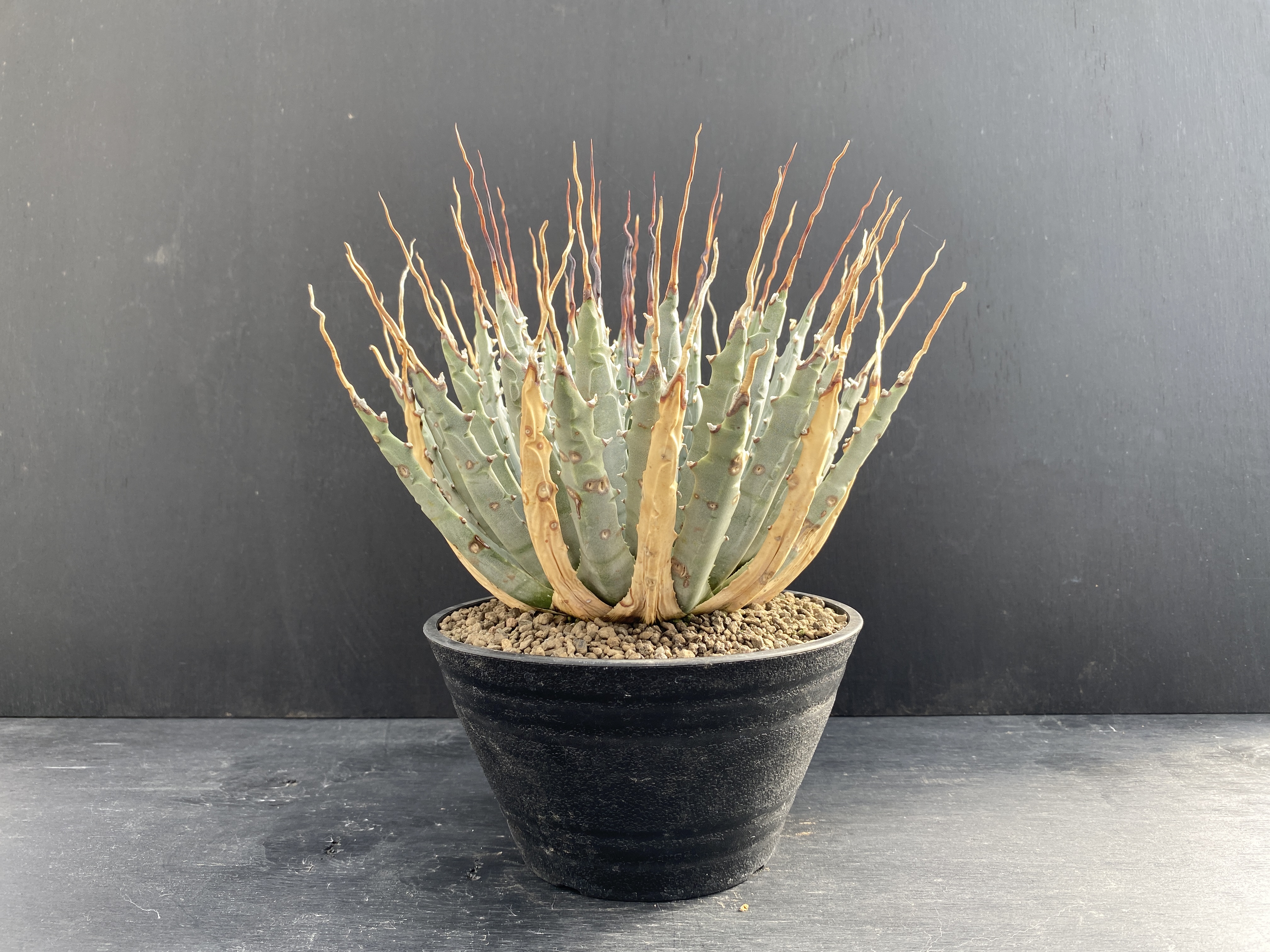 ガベ ユタエンシス エボリスピナ 陽炎 | 植物でワクワクを｜BOTANICAL BOX