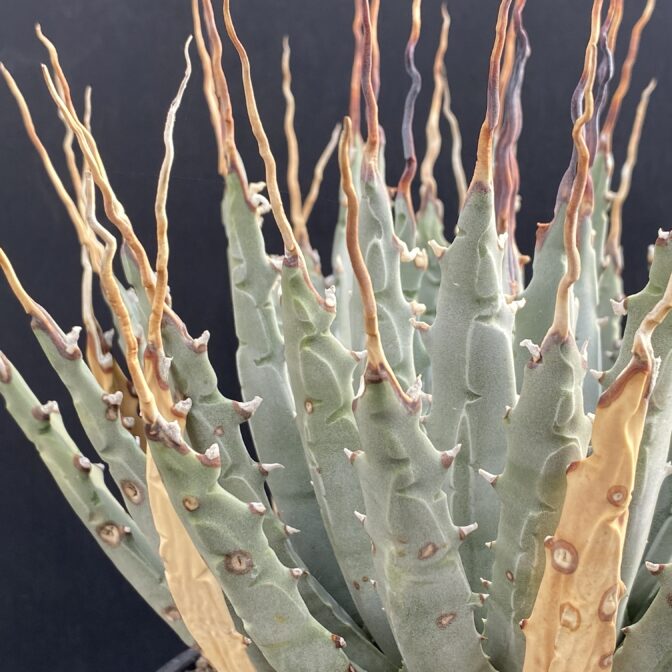 ガベ ユタエンシス エボリスピナ 陽炎 | 植物でワクワクを｜BOTANICAL BOX