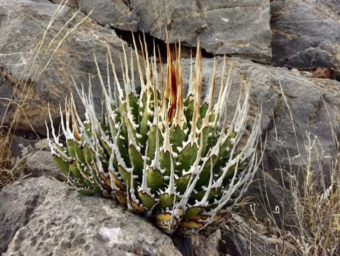 Hidden Agave（ヒドゥンアガベ）とは？”エボリスピナ交配”がコレクター