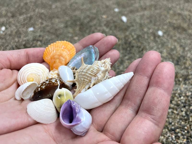 相模原上溝店砂浜エリア特設ページ | 釣って見つけるぼうけんの国