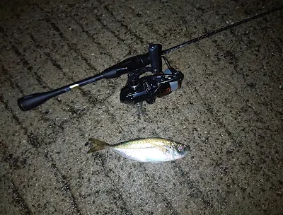 2021年秋の新作！シマノ ソアレXR S60SUL-Sの実釣ファースト