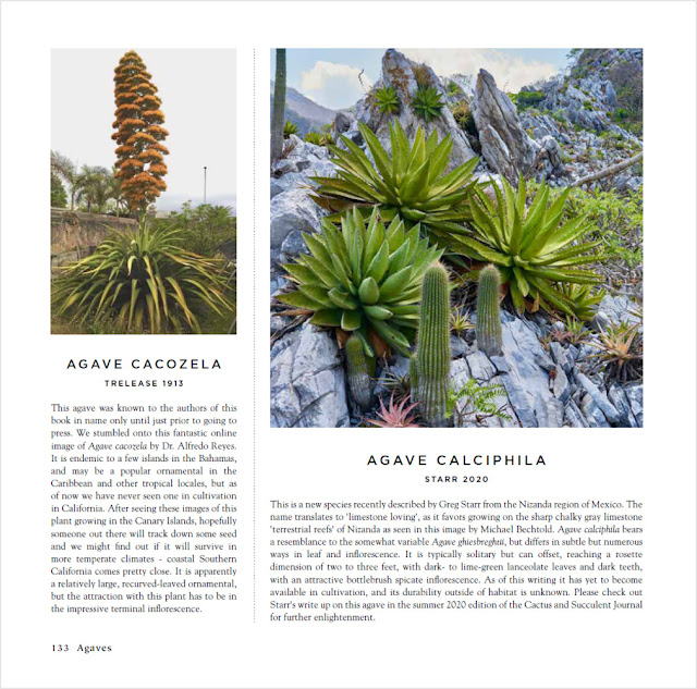 Agaves SPECIES, CULTIVARS & HYBRIDS 洋書 Agaves, species, cultivars, & hybrids 2nd Ed. – Hidden Agave