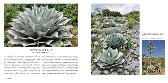 Agaves SPECIES, CULTIVARS & HYBRIDS 洋書 Amazon.co.jp: Agaves: Species, Cultivars & Hybrids : 本