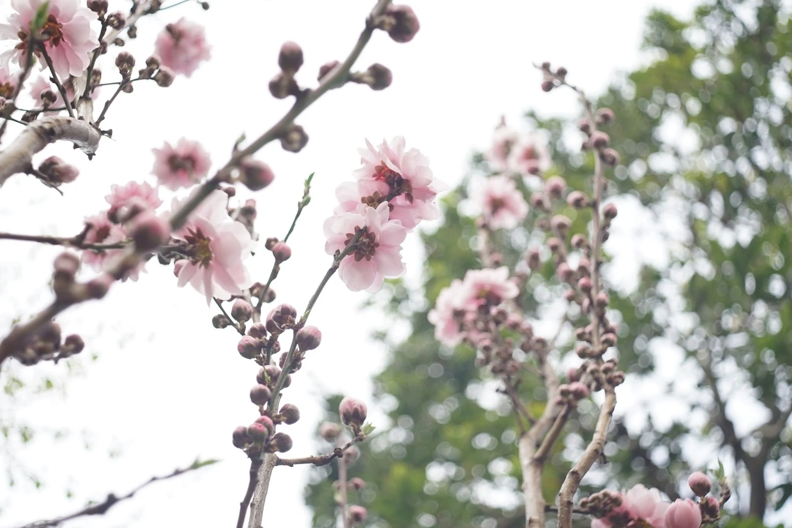 M42 MOUNT SPIRAL: Meyer-Optik Görlitz Primagon 35mm F4.5