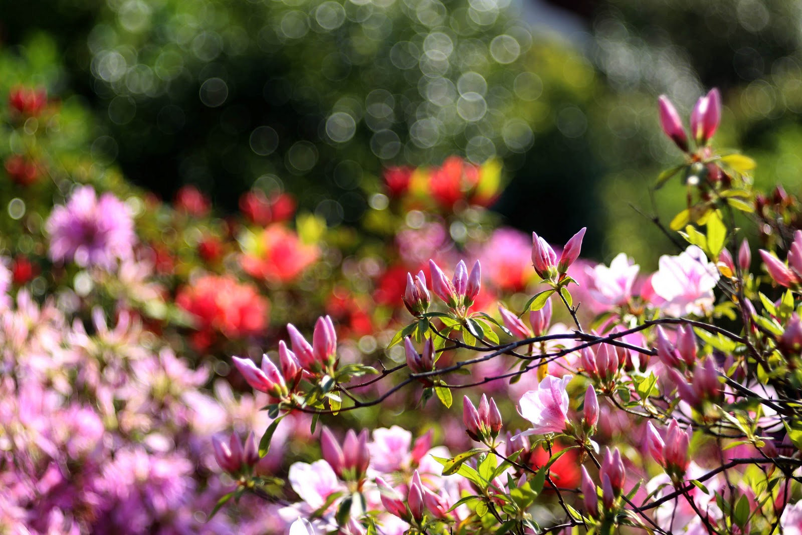 M42 MOUNT SPIRAL: Meyer Optik Trioplan（トリオプラン） 100mm F2.8