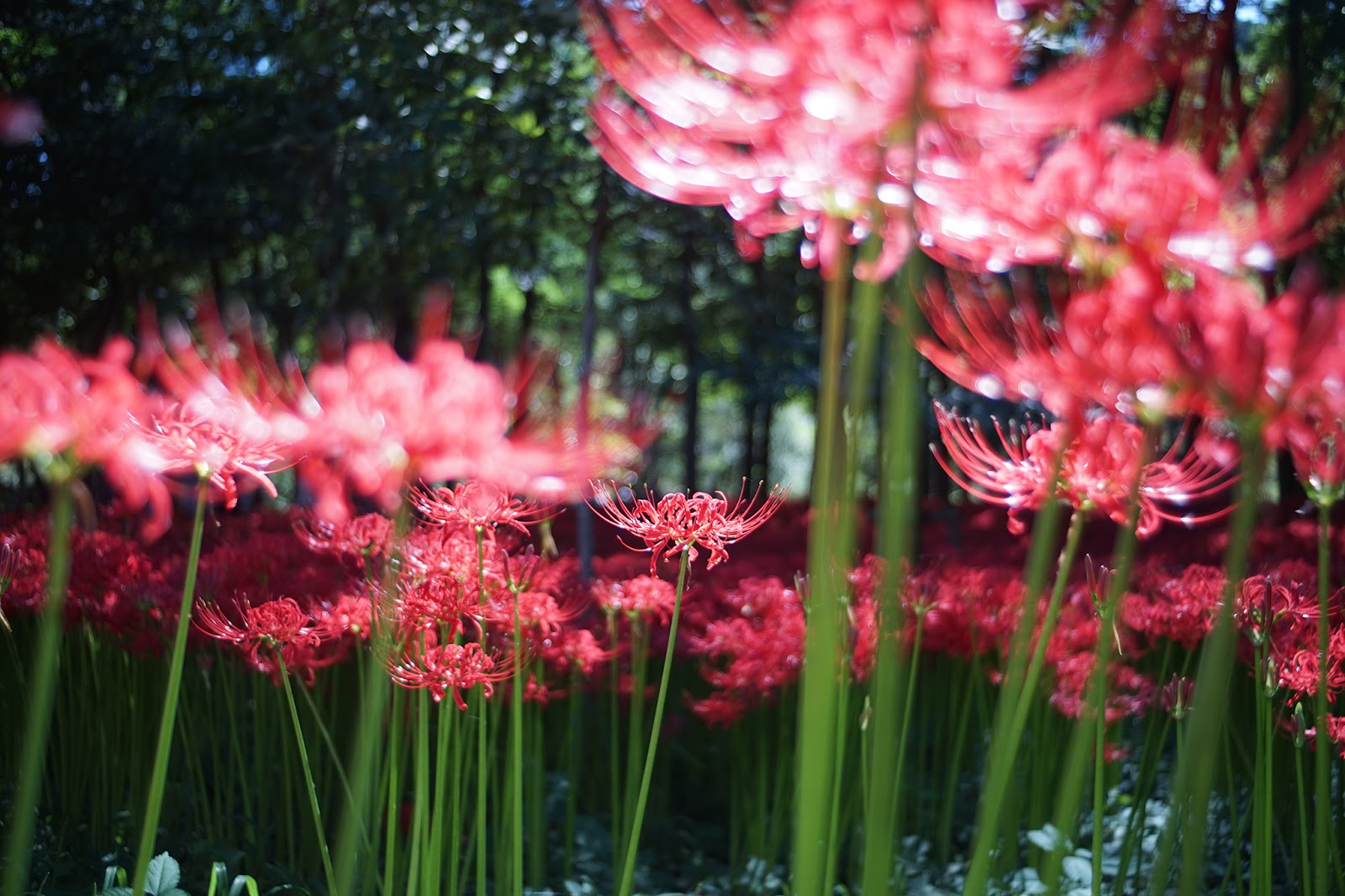 M42 MOUNT SPIRAL: Schneider Kreuznach Curatgon 35mm F2.8 (M42