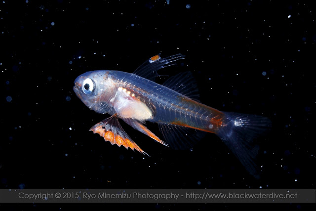 マウイダイバーズ ラペルピン 黒珊瑚 【公式通販】