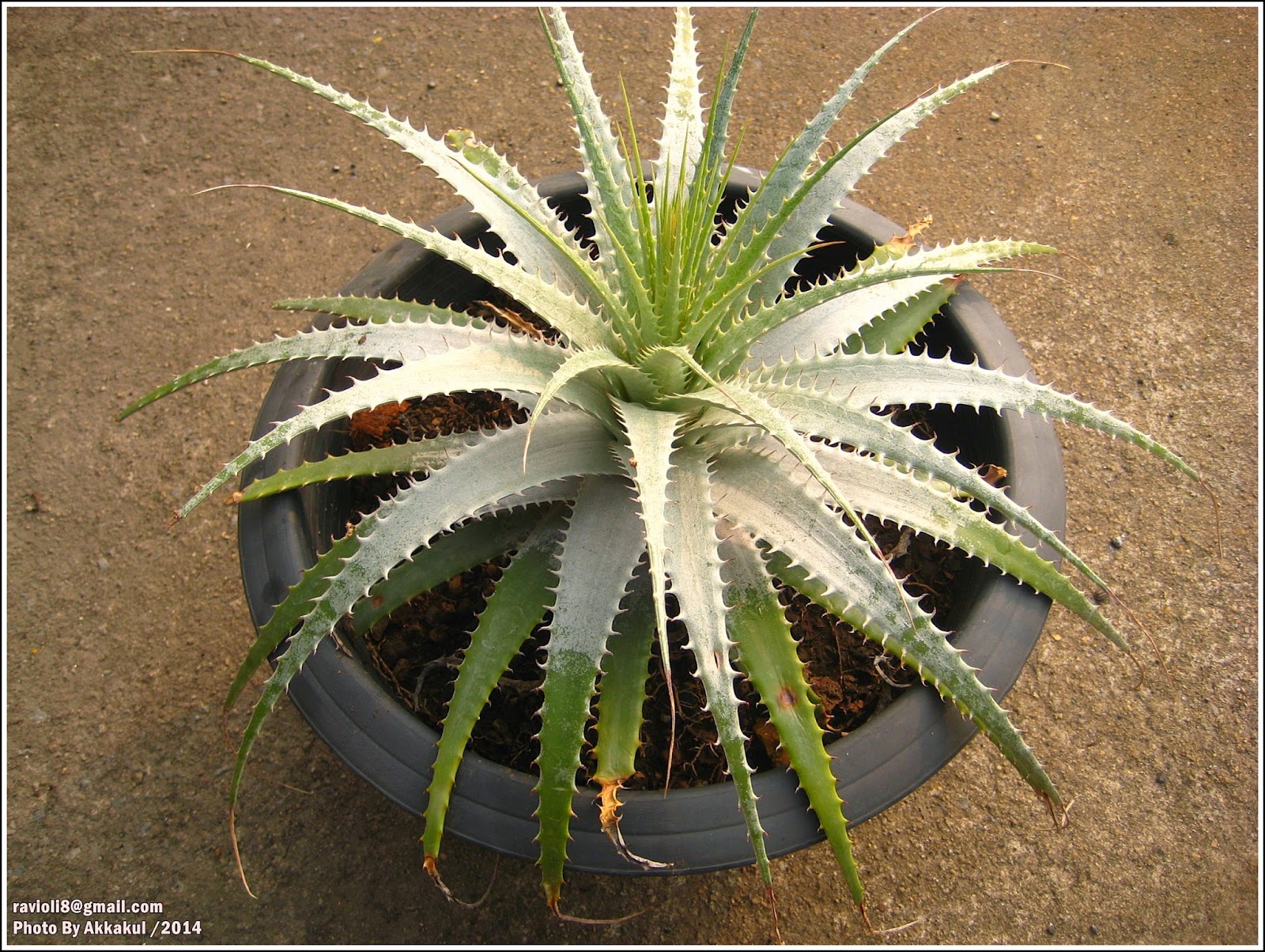 ディッキア ワレン Dyckia Warren Bill Baker ディッキア ワレン