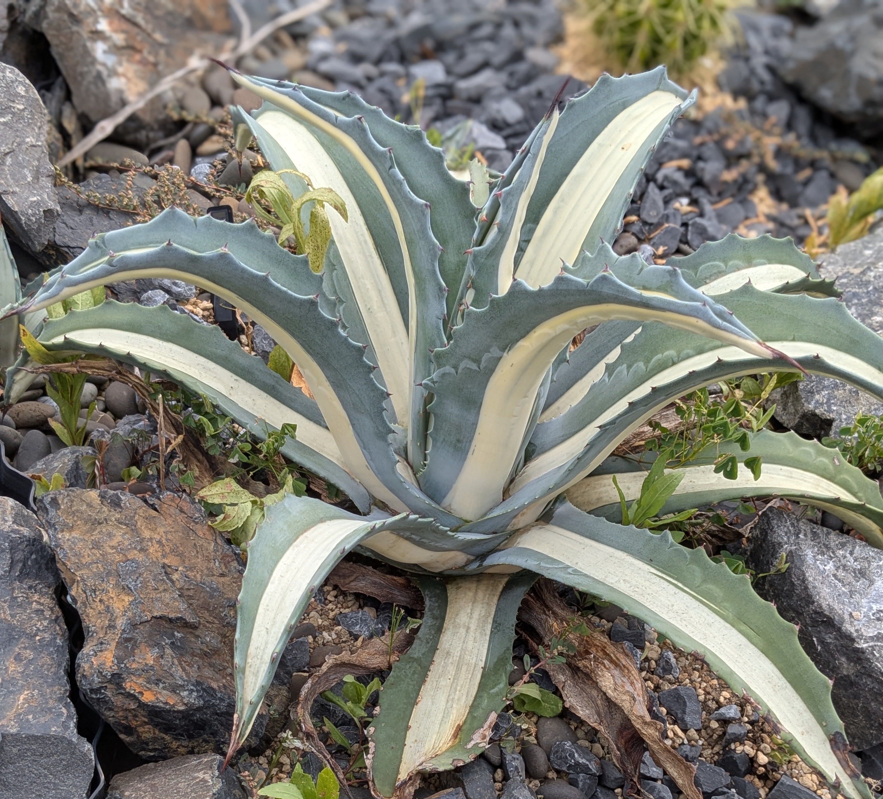 本日特価 アガベ アメリカーナ 特大株 2年半地植え 1m超 送料込み