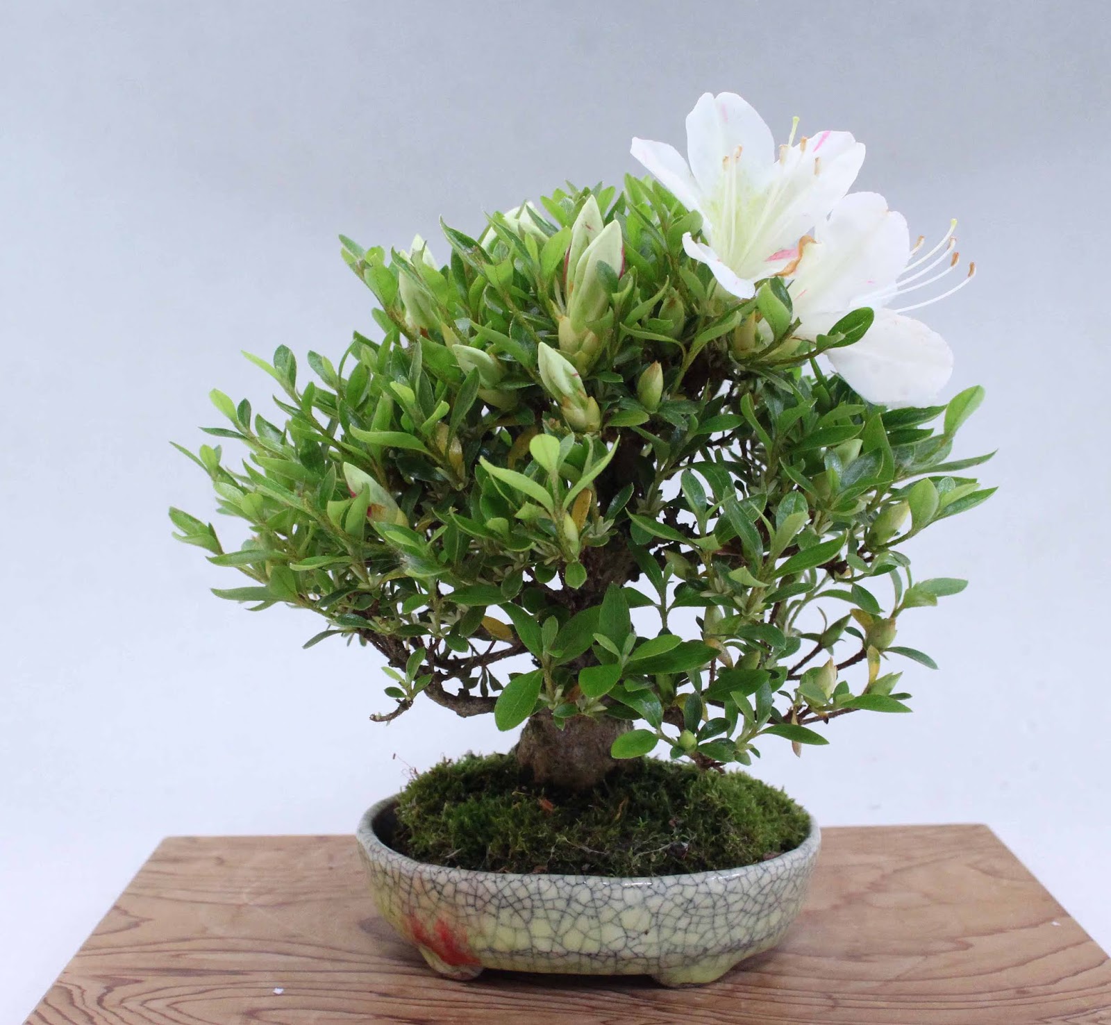 盆栽徒然草: さつきミニ盆栽（'明美の月）