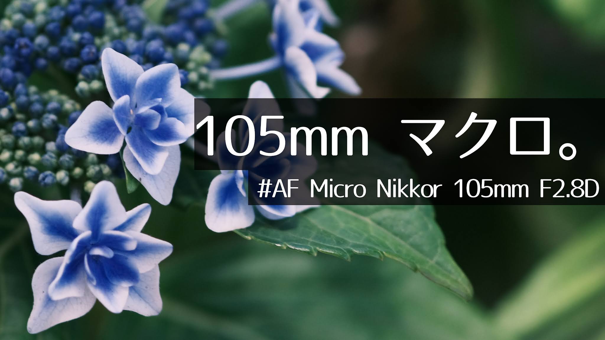 作例あり】105mm 単焦点マクロの楽しみ｜AI AF Micro Nikkor 105mm F2