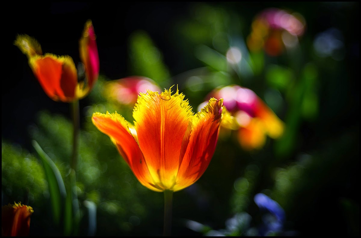 Lens Bubbles: Voigtlander Color-Skopar X 50mm f2.8