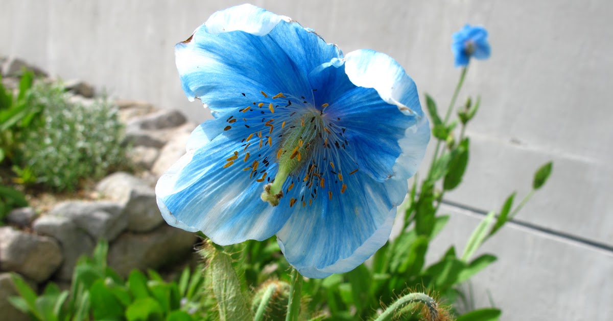 %E9%9D%92%E3%81%84%E3%82%B1%E3