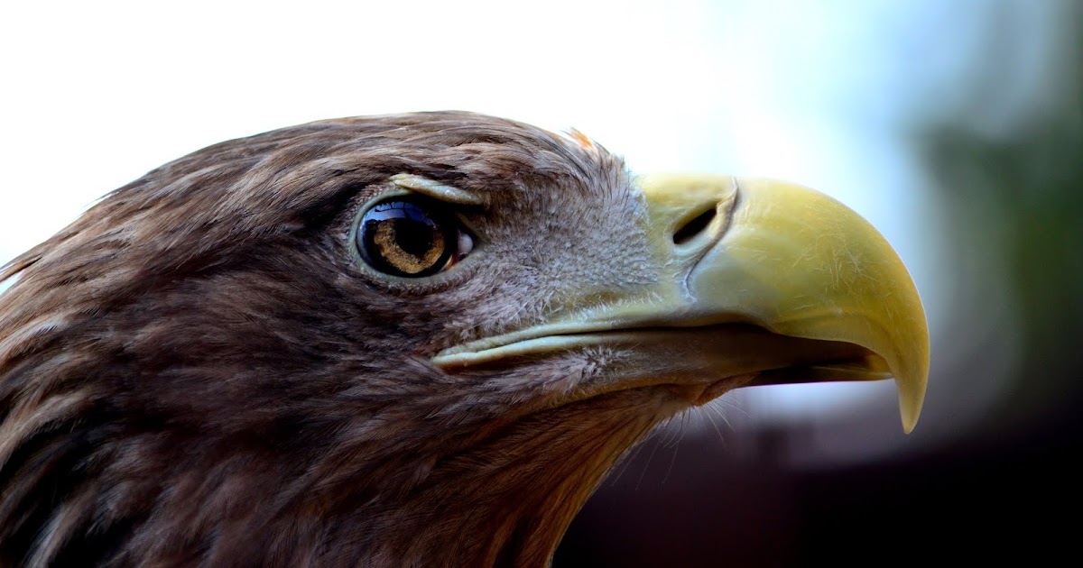 アリバイ日記: 鷹の目 ロッコール MC ROKKOR-PG 58mmF1.2 の切れ味を