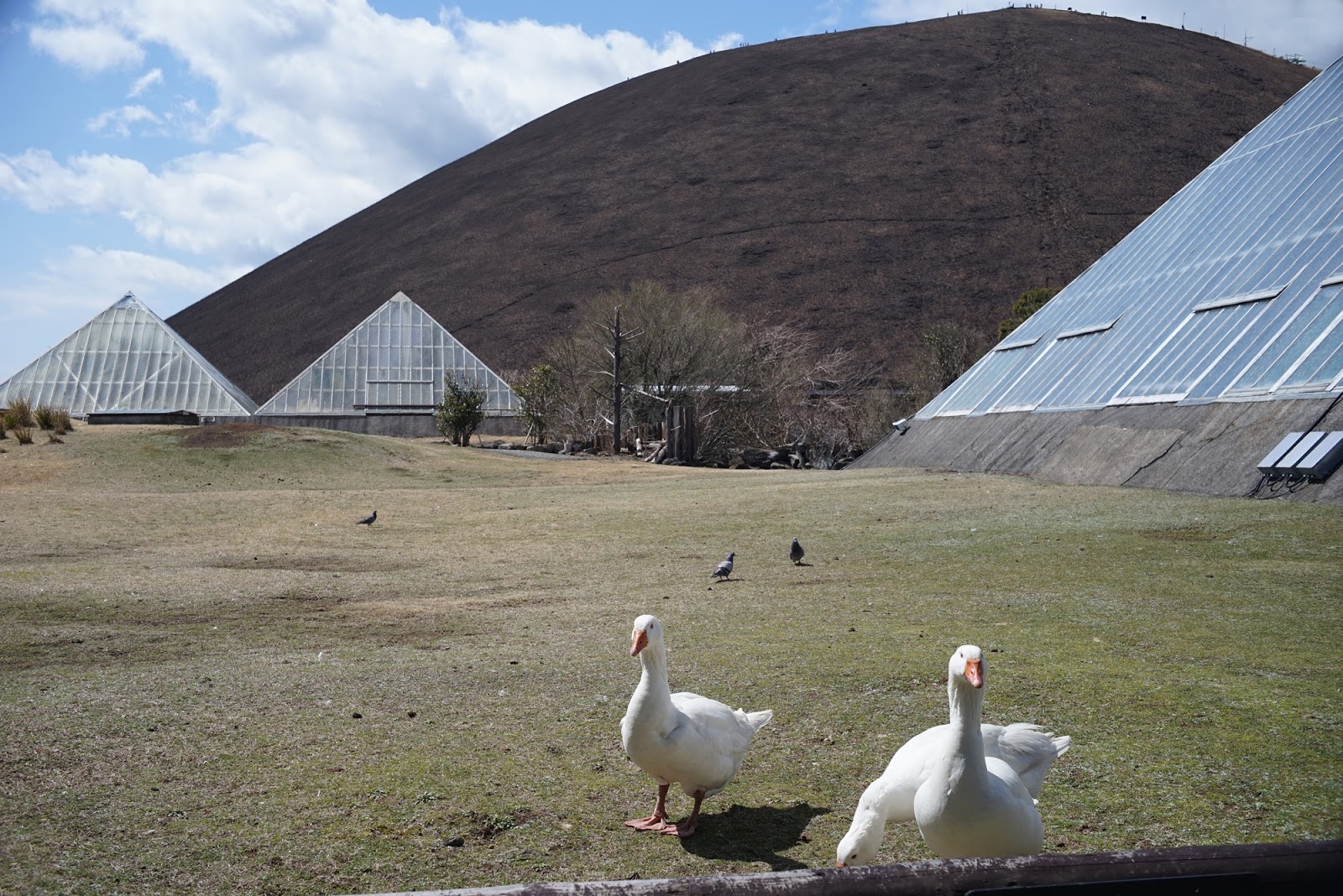 M42 MOUNT SPIRAL: Meyer-Optik Görlitz Primagon 35mm F4.5