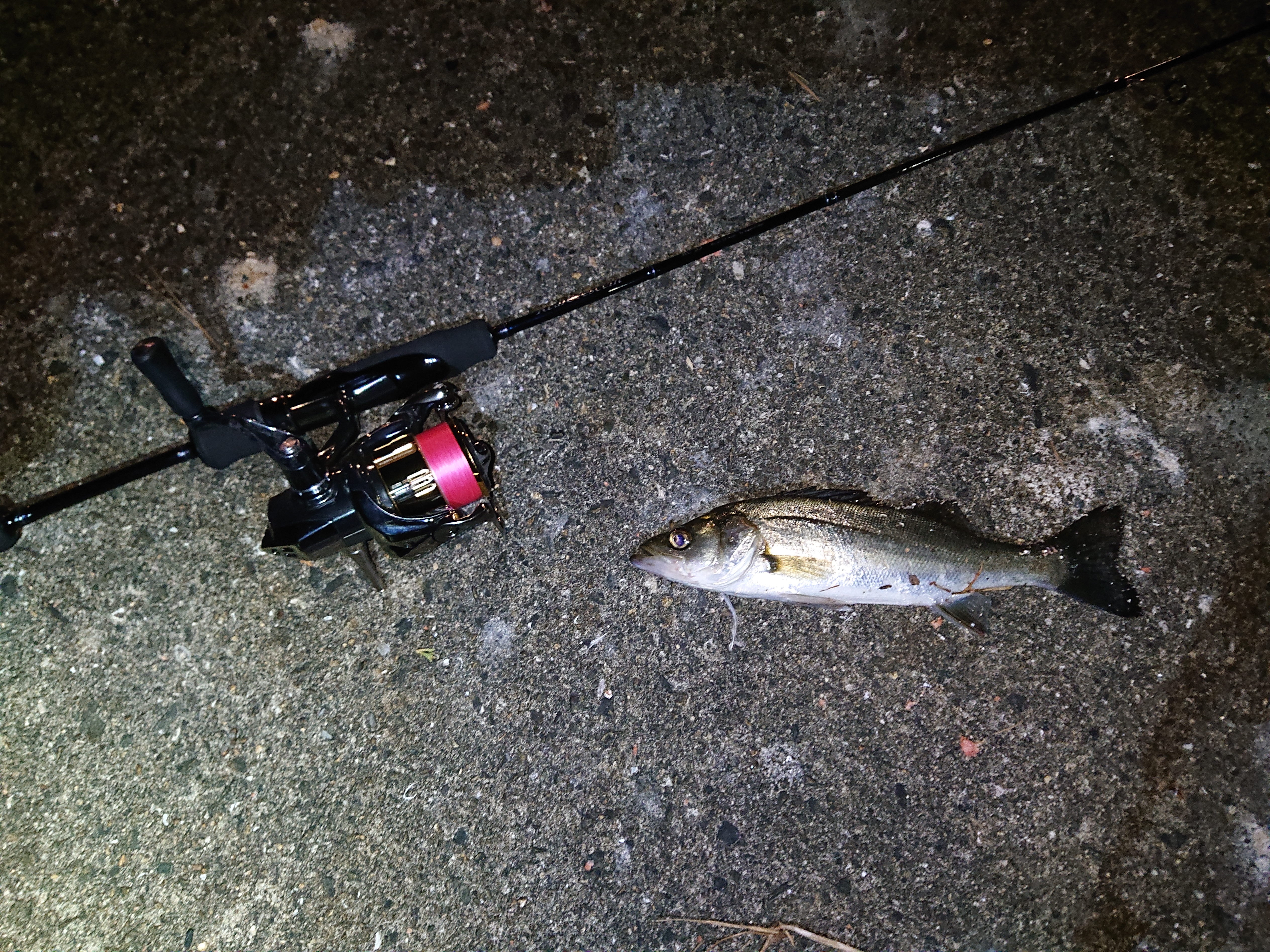 ひさびさに神ロッドに出会った！リップルフィッシャー リアル