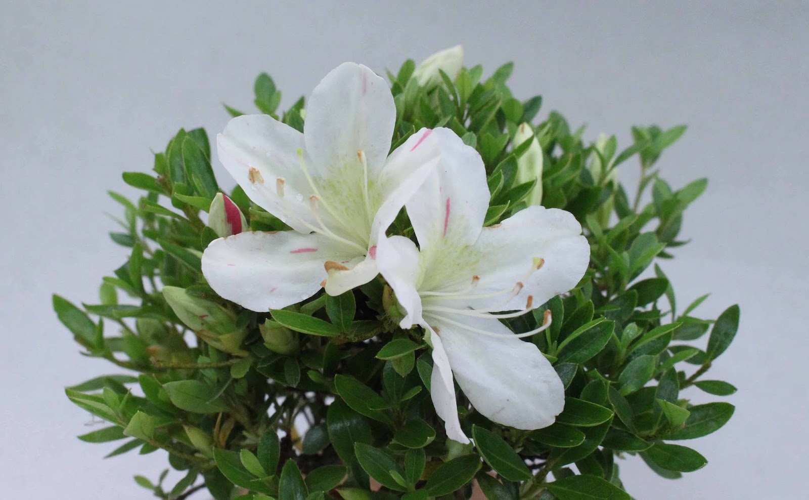 盆栽徒然草: さつきミニ盆栽（'明美の月）