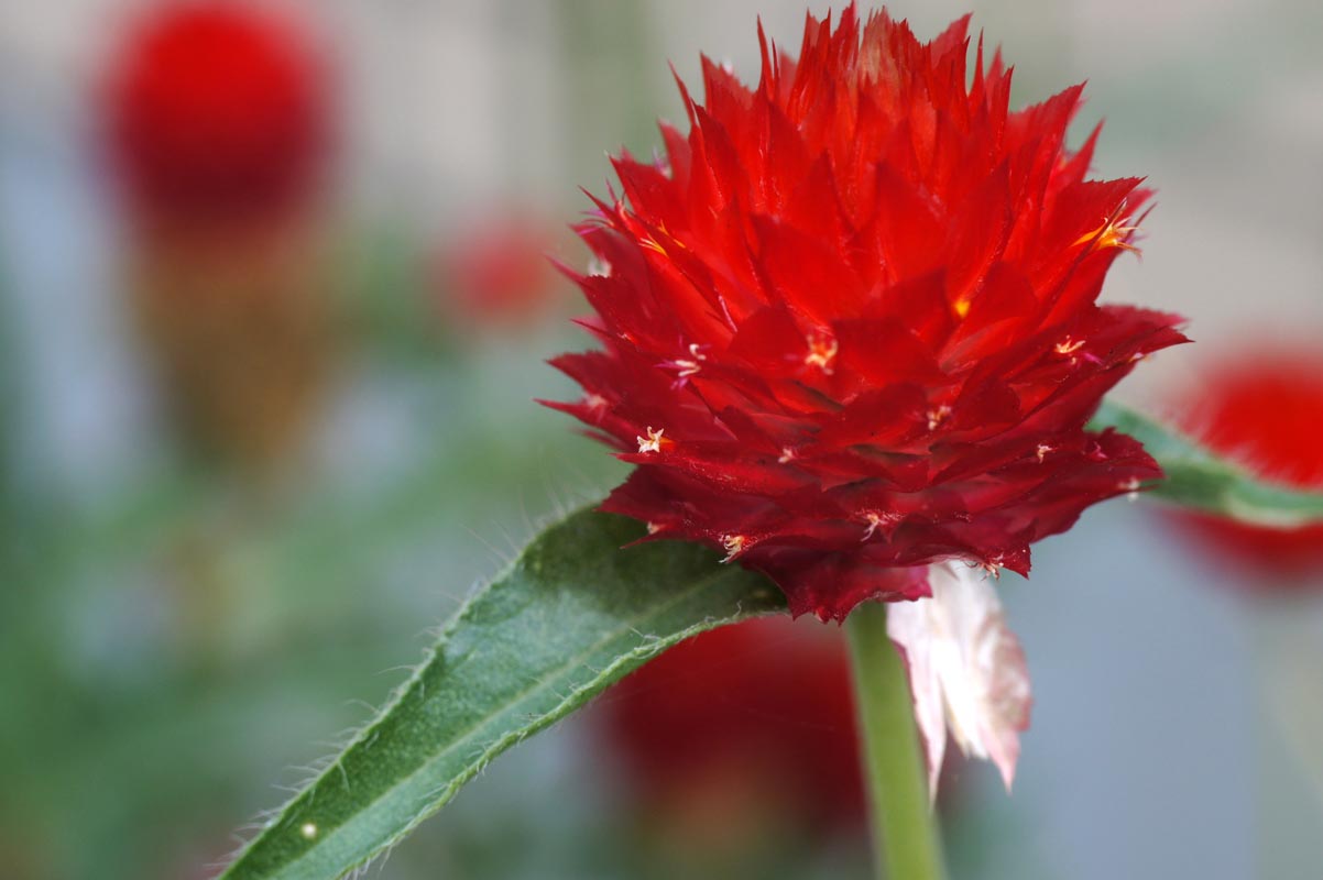 M42 MOUNT SPIRAL: LZOS MC VOLNA-9 50mm/F2.8(M42) ボルナ9