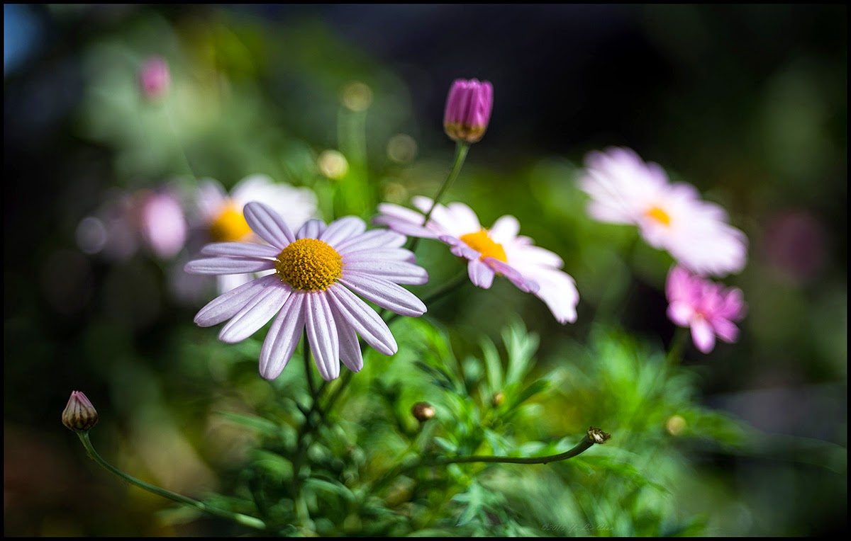Lens Bubbles: Voigtlander Color-Skopar X 50mm f2.8
