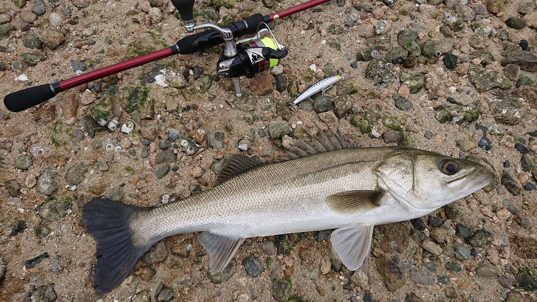 買って大正解！ヤマガブランクス ブルーカレント85TZ/NANO All-Range