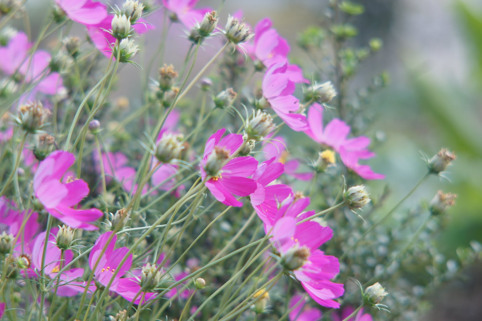 M42 MOUNT SPIRAL: Enna