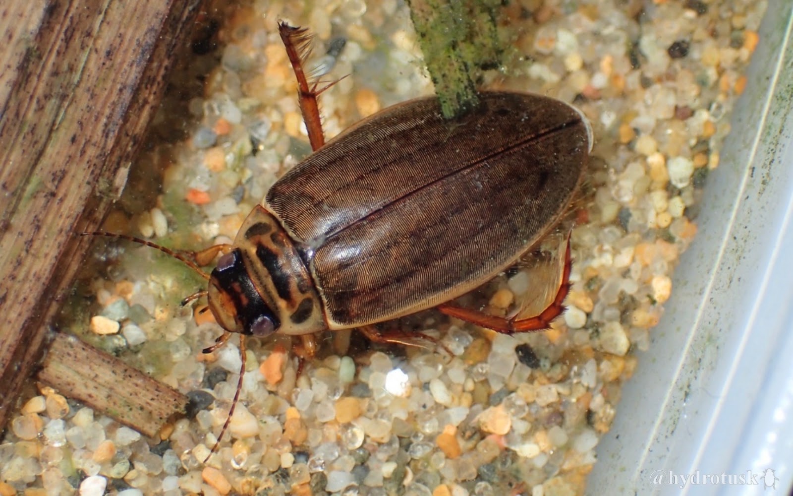 しみじみ牙蟲: エゾヒラタヒメゲンゴロウ Colymbetes pseudostriatus